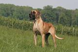 DOGUE ALLEMAND 509